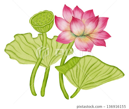 Watercolor botanical illustration of pink lotus flowers, buds and green leaves on stems. Hand drawn pond plants composition. Elegant floral design for wall art, spa, textile, yoga, spa, meditation 136916155