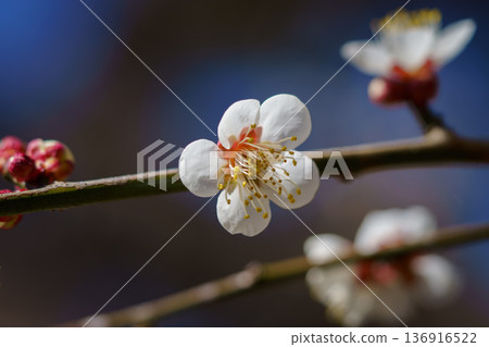 白梅花 白梅花 136916522