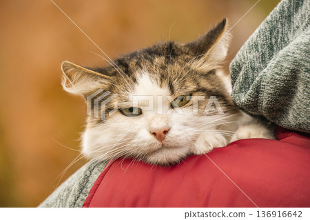 A hilarious portrait of a domestic cat with a very expressive, annoyed facial expression. This funny pet seems to be judging everyone with its grumpy look and flattened ears. A hilarious portrait of a domestic cat with a very expressive, annoyed facial expression. This funny pet seems to be judging everyone with its grumpy look and flattened ears. 136916642