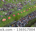 Smiling leaves lined up 136917004