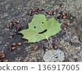Smiley leaves 136917005