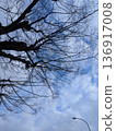 Sky looked up 136917008