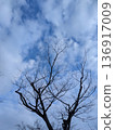 Sky looked up 136917009