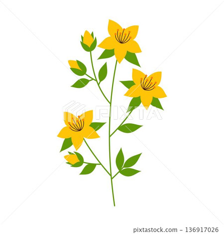 hypericum flower isolated 136917026
