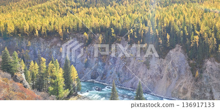 Autumn forest with yellow larch trees on a steep mountain slope. River flowing through a rock canyon. Scenic vibrant nature landscape. 136917133
