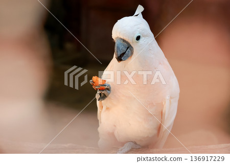 Close up The moluccan cockatoo bird is beautiful animal Close up The moluccan cockatoo bird is beautiful animal 136917229