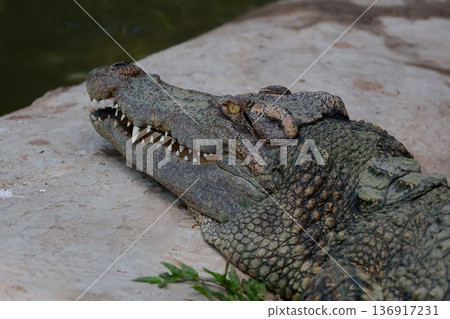 The crocodile is show head near the river 136917231