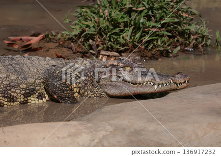 The crocodile on the river near canal The crocodile on the river near canal 136917232