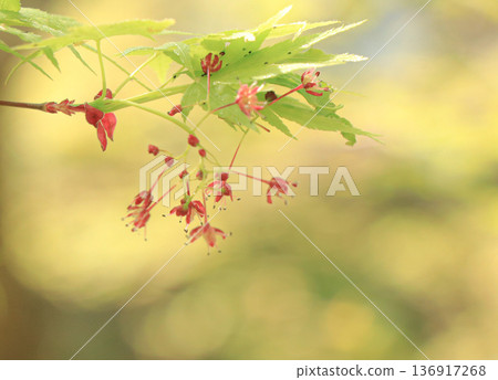 Maple Maple 136917268