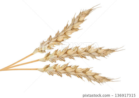 Three dry golden wheat ears on white background. Agricultural harvest symbol. Ingredient for bakery, bread and beer. Three dry golden wheat ears on white background. Agricultural harvest symbol. Ingredient for bakery, bread and beer. 136917315