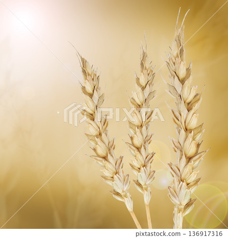 Three stalks of wheat against a golden background with lens flare. Symbol of harvest, agriculture for a seasonal concept. Three stalks of wheat against a golden background with lens flare. Symbol of harvest, agriculture for a seasonal concept. 136917316