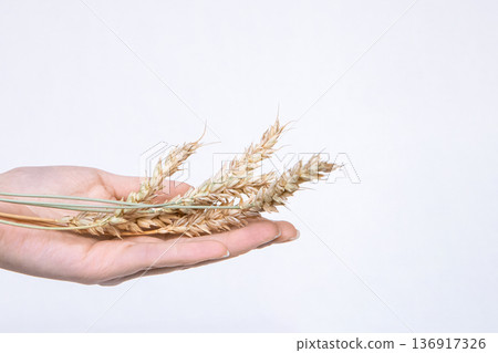 Woman holding wheat ears in hand. Concept of agriculture, harvest, sustenance, and natural food. Healthy grain product. Woman holding wheat ears in hand. Concept of agriculture, harvest, sustenance, and natural food. Healthy grain product. 136917326