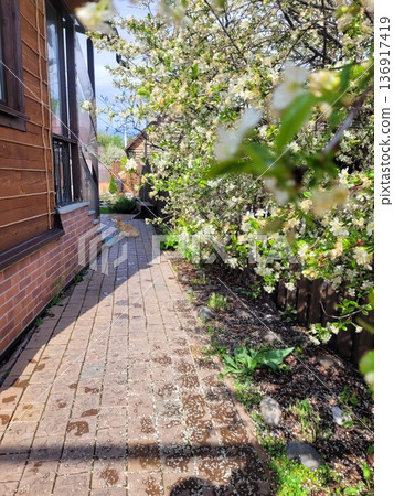 Fluffy dog resting on a brick path under a blooming tree. Cottage core aesthetic with white flowers for spring background. 136917419