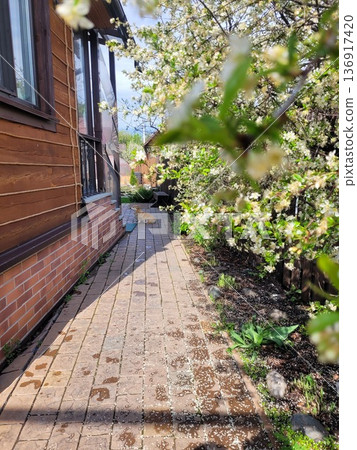 Cute ginger cat sitting on garden path beside wooden house with brick foundation and blossoming tree. Spring nature and pet concept. Cute ginger cat sitting on garden path beside wooden house with brick foundation and blossoming tree. Spring nature and pet concept. 136917420