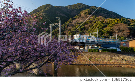 Kawazu cherry blossoms blooming along the Kawazu River and the Izukyu Railway Kawazu cherry blossoms blooming along the Kawazu River and the Izukyu Railway 136917502