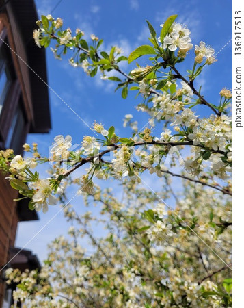 White cherry blossom flowers on a branch with green leaves against a bright blue sky, revealing spring nature and fresh growth concept. White cherry blossom flowers on a branch with green leaves against a bright blue sky, revealing spring nature and fresh growth concept. 136917513