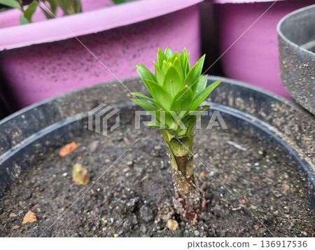 Green plant sprout growing in pot with pink background. Concept of new life, growth, spring season, and horticulture. Green plant sprout growing in pot with pink background. Concept of new life, growth, spring season, and horticulture. 136917536