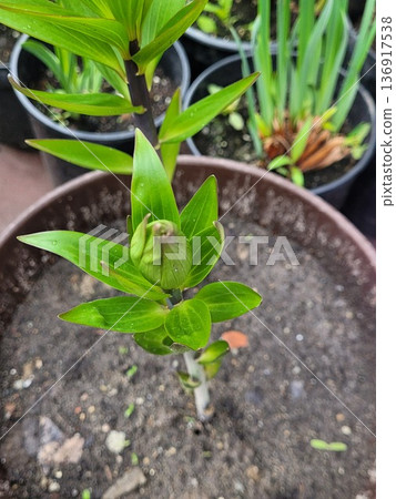 Young lily plant with an unopened bud in a pot. Growing flower ready to bloom, symbolizing new life and spring. Gardening project. 136917538