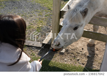 Girl feeding a white horse 136917842