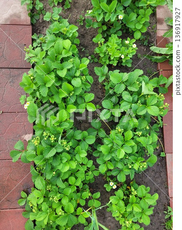 Small strawberry plants growing in a garden bed with fresh green leaves and tiny white blossoms. Homestead gardening concept. Small strawberry plants growing in a garden bed with fresh green leaves and tiny white blossoms. Homestead gardening concept. 136917927