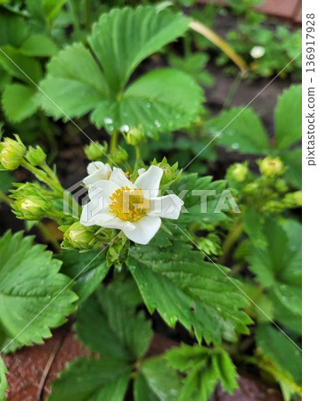 Close up of a white strawberry flower blooming with green leaves and buds. Agriculture and gardening concept for spring growth. 136917928