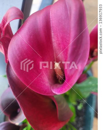 Vibrant pink calla lily flower blooming with spadix visible. Beautiful tropical plant detail for floral design or nature concept. Vibrant pink calla lily flower blooming with spadix visible. Beautiful tropical plant detail for floral design or nature concept. 136917933