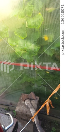 Greenhouse interior with vibrant green leaves behind corrugated polycarbonate. Garden tools concept with an axe resting on a wooden block. Greenhouse interior with vibrant green leaves behind corrugated polycarbonate. Garden tools concept with an axe resting on a wooden block. 136918071