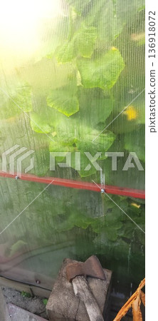 Plants growing behind translucent polycarbonate greenhouse wall with axe resting on wooden block. Rustic agriculture background. Plants growing behind translucent polycarbonate greenhouse wall with axe resting on wooden block. Rustic agriculture background. 136918072