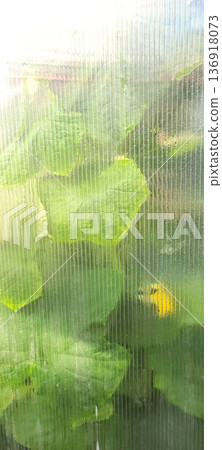 Green plant leaves grow behind a corrugated transparent plastic wall. Home gardening and cultivation of vegetables in a greenhouse. Green plant leaves grow behind a corrugated transparent plastic wall. Home gardening and cultivation of vegetables in a greenhouse. 136918073