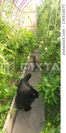 Two cats in a greenhouse with growing tomatoes. Nature and garden concept for organic farming. Healthy food cultivation. Two cats in a greenhouse with growing tomatoes. Nature and garden concept for organic farming. Healthy food cultivation. 136918075