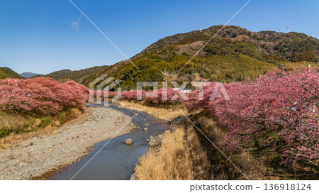 Kawazu cherry blossoms blooming along the Kawazu River Kawazu cherry blossoms blooming along the Kawazu River 136918124