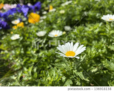 一朵白色的花在花壇中盛開，背景是綠色的。 136918138