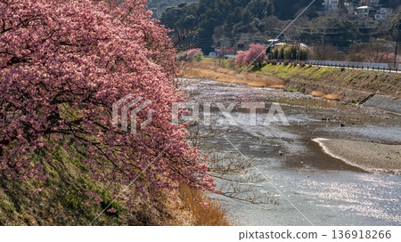 Kawazu cherry blossoms blooming along the Kawazu River Kawazu cherry blossoms blooming along the Kawazu River 136918266