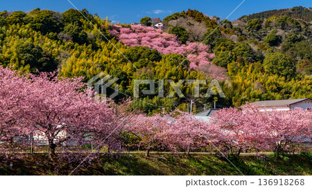 Kawazu cherry blossoms blooming along the Kawazu River Kawazu cherry blossoms blooming along the Kawazu River 136918268