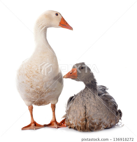 goose goose 136918272