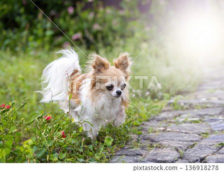 chihuahua in nature 136918278
