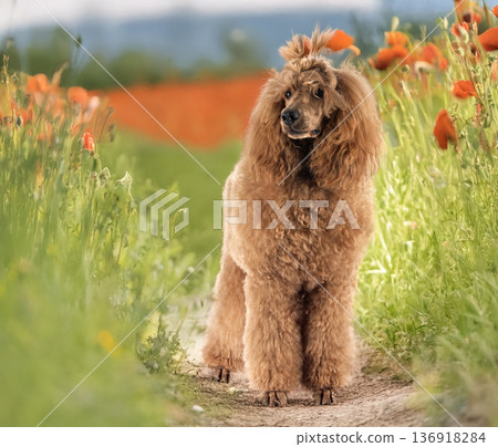 standard poodle in nature 136918284