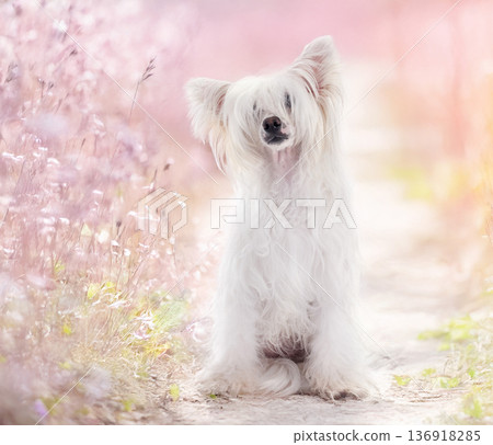 Chinese Crested Dog Powderpuff Chinese Crested Dog Powderpuff 136918285