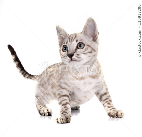 bengal kitten in studio bengal kitten in studio 136918290
