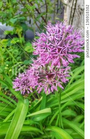 Decorative lush purple allium flowers close-up Decorative lush purple allium flowers close-up 136918382