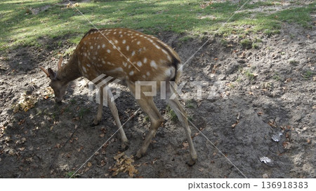 A sika deer grazes in the city zoo A sika deer grazes in the city zoo 136918383