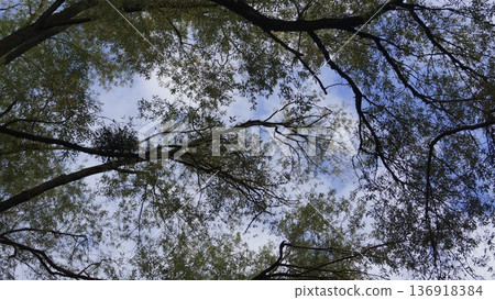 A view from below of tree crowns against the sky A view from below of tree crowns against the sky 136918384