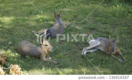 Patagonian mara on a lawn on a sunny day, group of mara 136918387