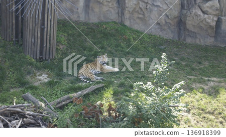 A tiger lies on the lawn in its enclosure at the zoo 136918399