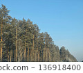 Winter forest with snow-covered pine trees and clear blue sky. Nature background for seasonal greeting card or outdoor advertisement. 136918400