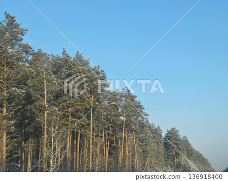 Winter forest with snow-covered pine trees and clear blue sky. Nature background for seasonal greeting card or outdoor advertisement. Winter forest with snow-covered pine trees and clear blue sky. Nature background for seasonal greeting card or outdoor advertisement. 136918400