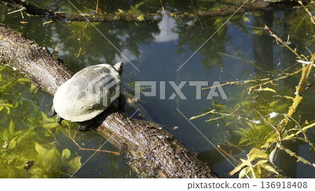 A turtle rests on a log in the middle of a pond on a sunny day A turtle rests on a log in the middle of a pond on a sunny day 136918408