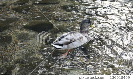 A forest drake, a mallard, swims in a pond 136918409