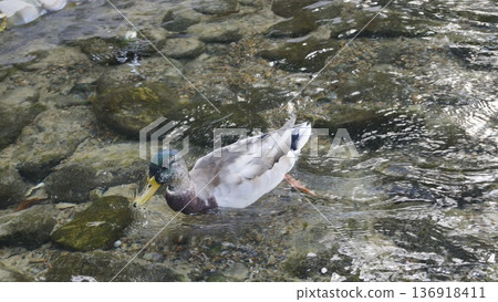 A forest drake, a mallard, swims in a pond A forest drake, a mallard, swims in a pond 136918411