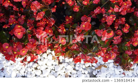 A background of blooming bright begonia in the rays of the sun, framed by white decorative stones 136918414